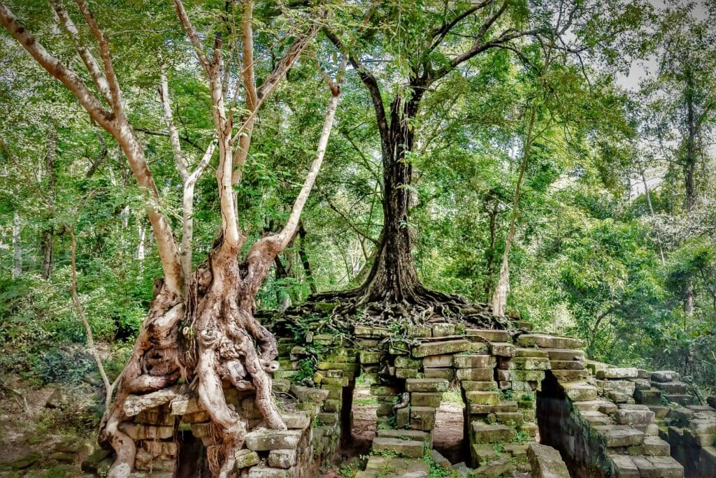 Tree roots representing cultural roots in Using "No" Cautiously in Malaysia