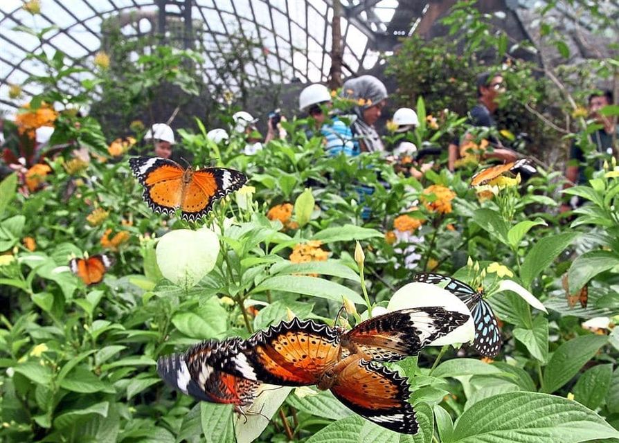 Kuala Lumpur Butterfly Park